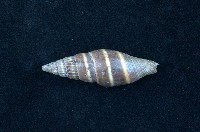 藏品(黑筆螺)的圖片